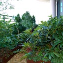 High Rise Penthouse with Balcony Garden